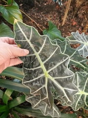 Alocasia amazonica
