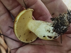 Suillus bellinii