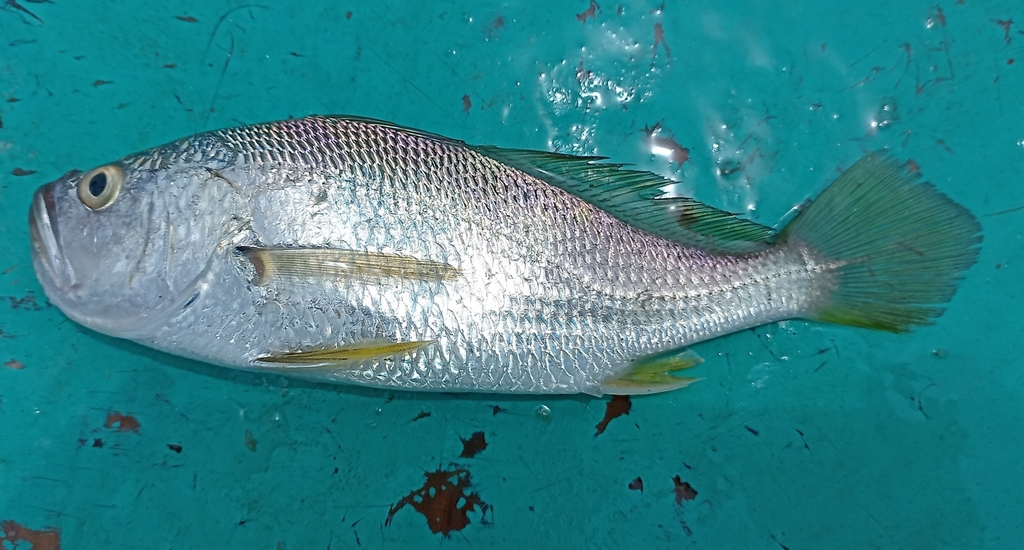 Silver drum (Larimus argenteus) — Sciaenidae
