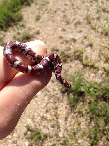 Eastern Milksnake photographed in Iowa