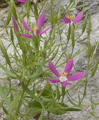 Zeltnera arizonica