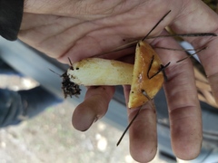 Suillus bellinii