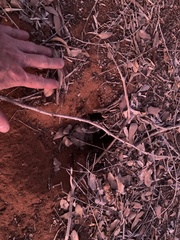 Uratelornis chimaera