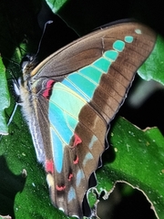 Graphium choredon