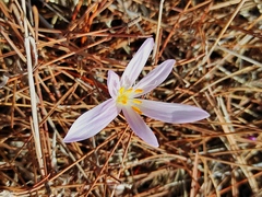 Colchicum stevenii