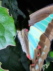 Graphium choredon