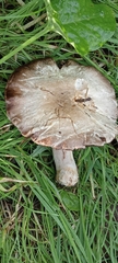 Agaricus arvensis