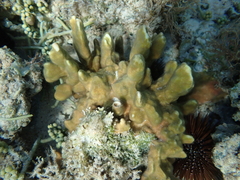 Millepora exaesa