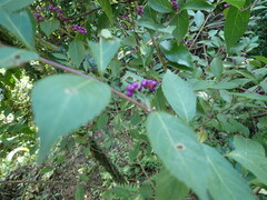 Callicarpa dichotoma