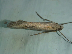 Deuterotinea casanella