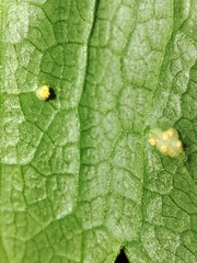 Puccinia smyrnii