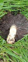 Agaricus arvensis