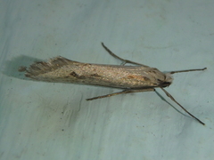 Deuterotinea casanella
