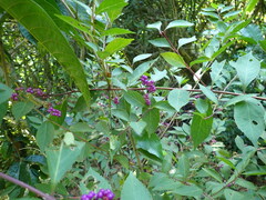 Callicarpa dichotoma