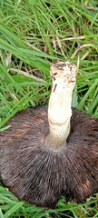 Agaricus arvensis