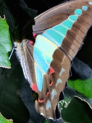 Graphium choredon