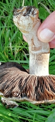Agaricus arvensis
