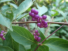 Callicarpa dichotoma