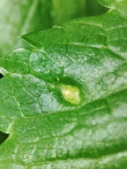 Puccinia smyrnii