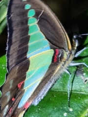 Graphium choredon
