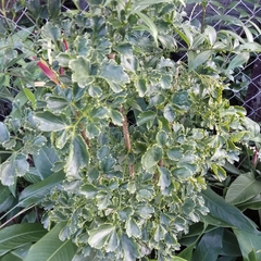 Polyscias guilfoylei