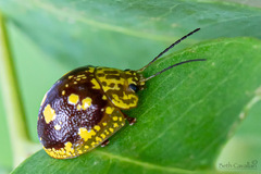 Paropsis maculata