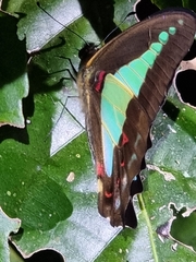 Graphium choredon