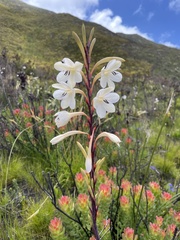 Watsonia