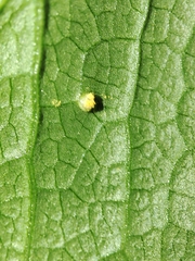 Puccinia smyrnii