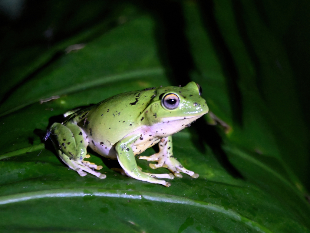 Japanese Flying Frog