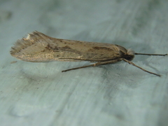 Deuterotinea casanella