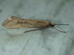 Deuterotinea casanella