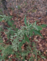 Chenopodium album