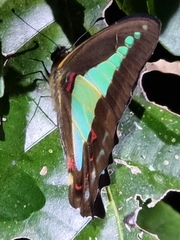 Graphium choredon