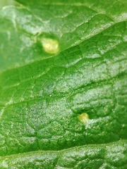 Puccinia smyrnii