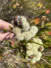 Trichostetha