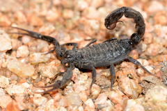 Hottentotta gentili