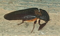 Tetralobus