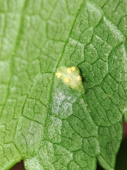 Puccinia smyrnii