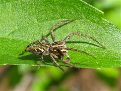 Oxyopes