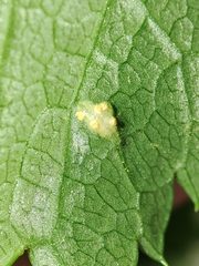 Puccinia smyrnii