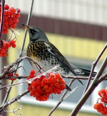 Turdus pilaris