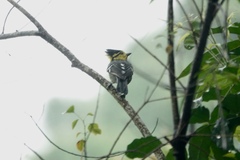 Machlolophus spilonotus