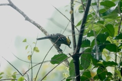 Machlolophus spilonotus