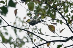 Machlolophus spilonotus