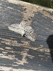 Psilosticha absorpta