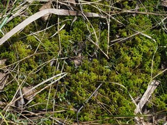 Sphagnum palustre