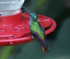 Chrysuronia oenone