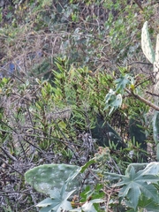 Image of Globularia salicina
