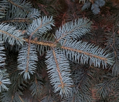 Picea pungens